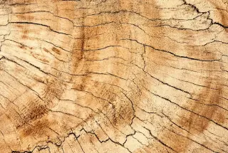 Dolor explicabo officia iusto accusamus.